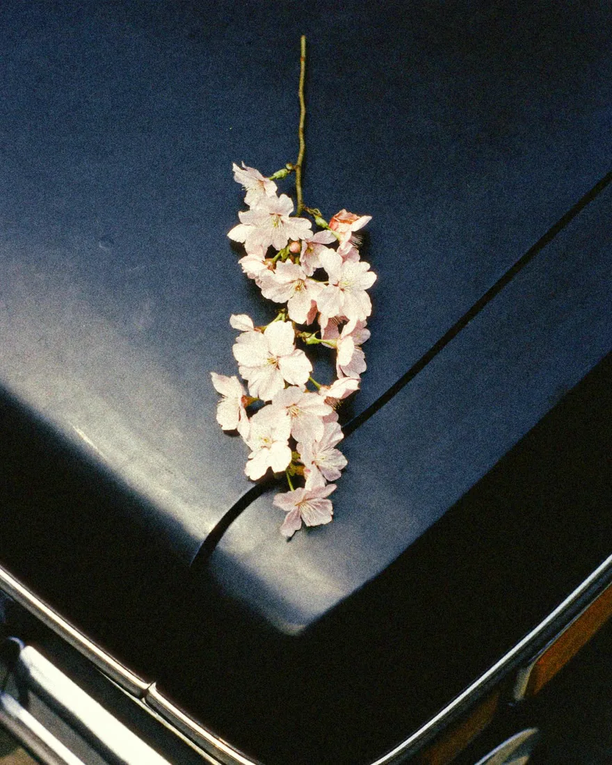 Cherry blossom on a dark car bonnet developed as film in Chromogen with Film Grain on, the grain visible at 1:1