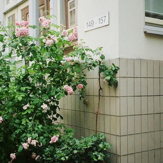 Library photo: pink climbing roses against a tiled wall