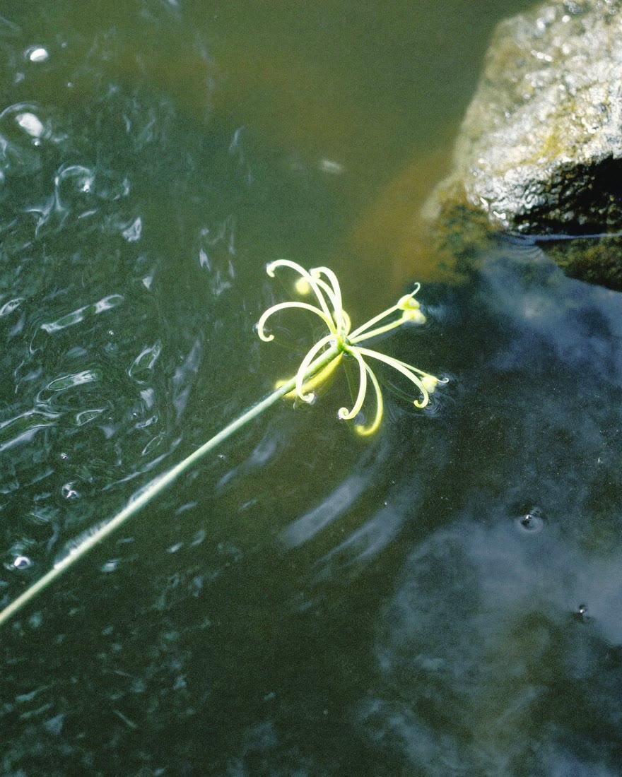 A pale yellow flower on dark water, developed as film with halation turned off