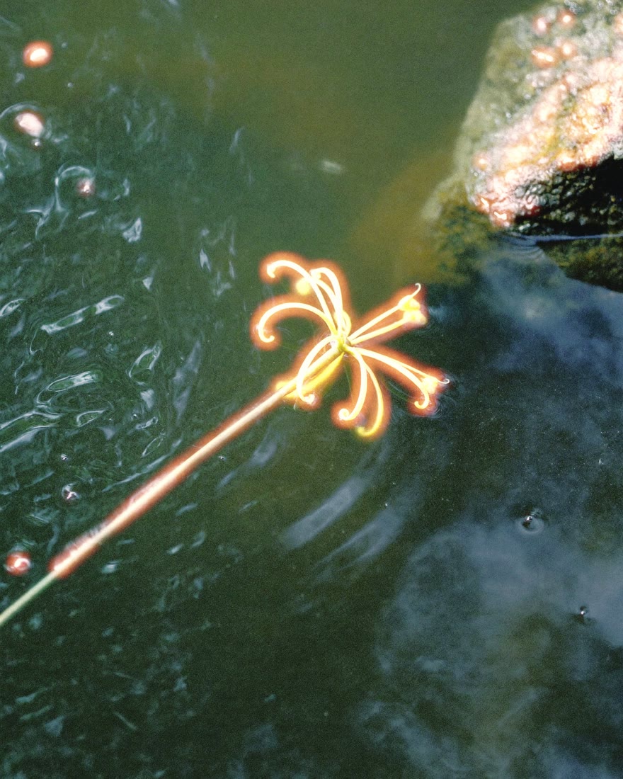A pale flower on dark water developed in Chromogen with Film Halation at 100: a warm red bloom around the bright petals