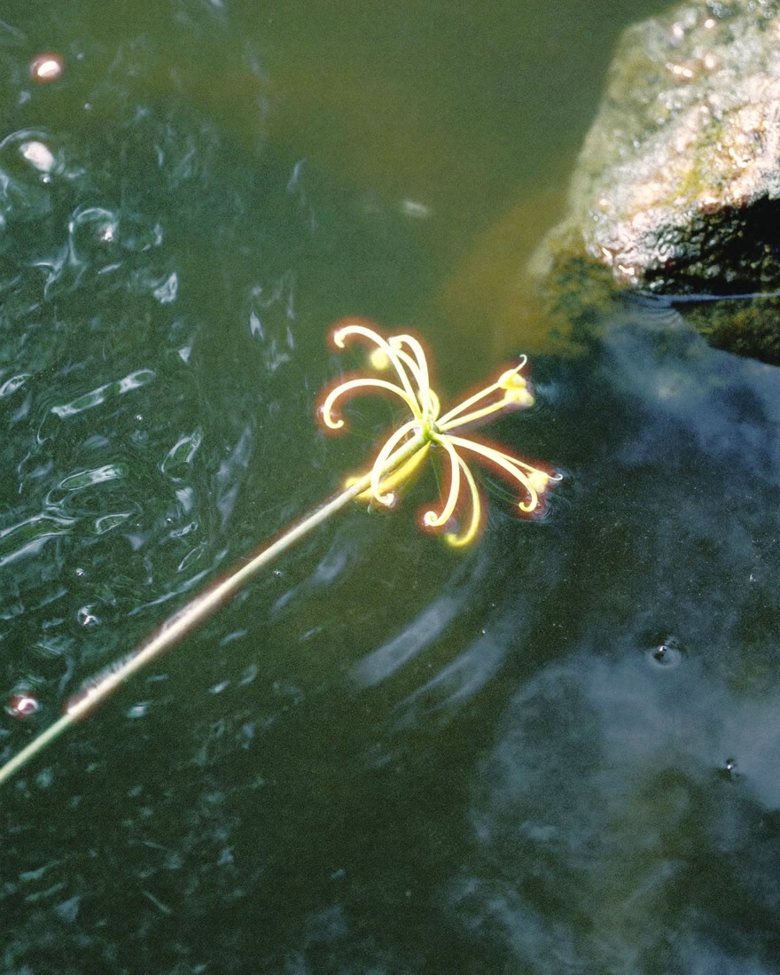 The flower with film halation at 25 percent: a faint warm glow around the bright petals