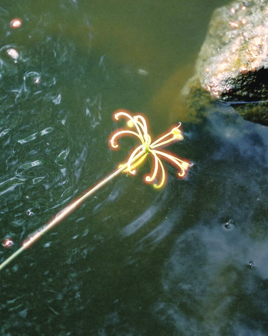 The flower with film halation at 50 percent: a red bloom spreading around the petals